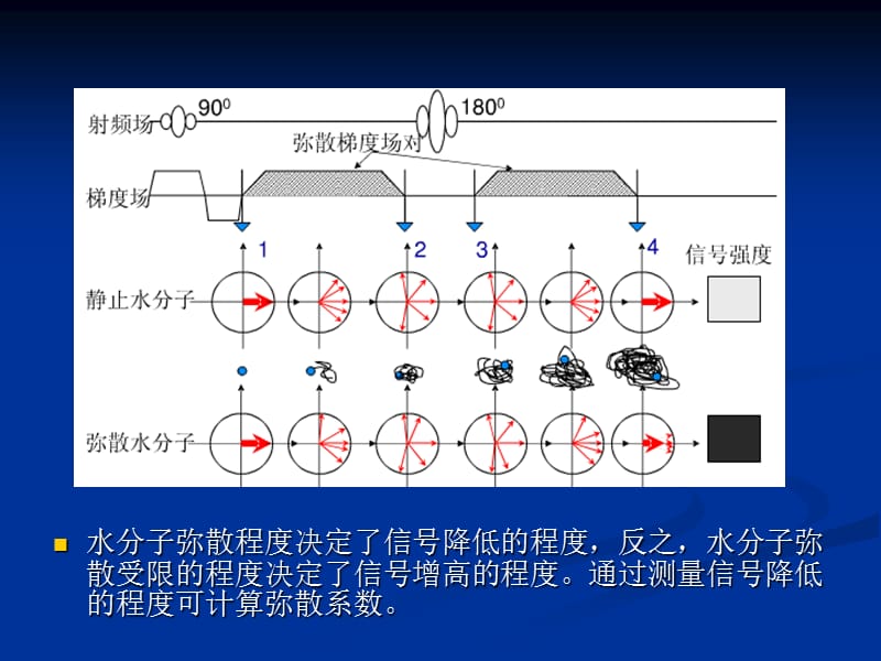 DWI和ADC原理及应用.ppt_第3页