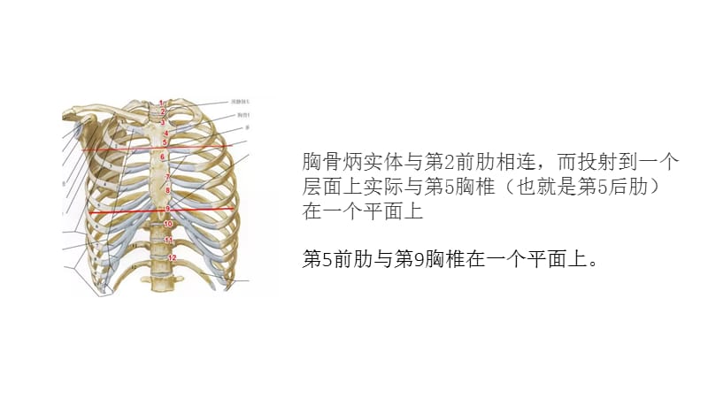 2017胸腔积液定量.ppt_第2页