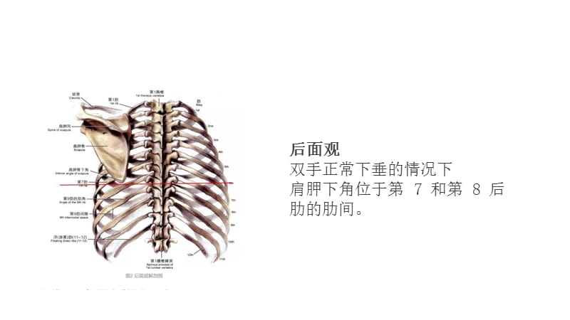 2017胸腔积液定量.ppt_第3页