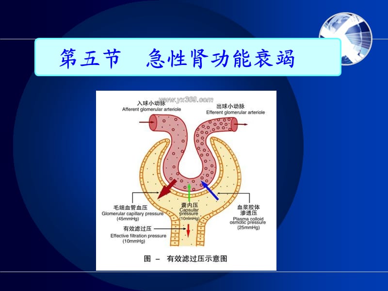 急性肾功能衰竭病人的护理参考PPT.ppt_第2页