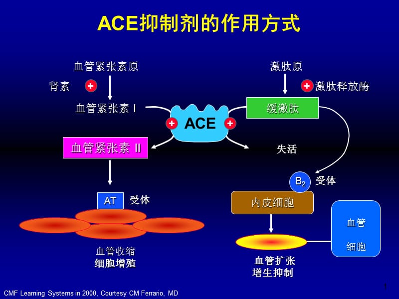 ACEI作用机制.ppt_第1页