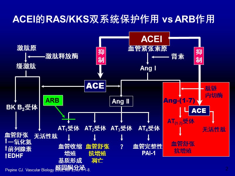 ACEI作用机制.ppt_第2页