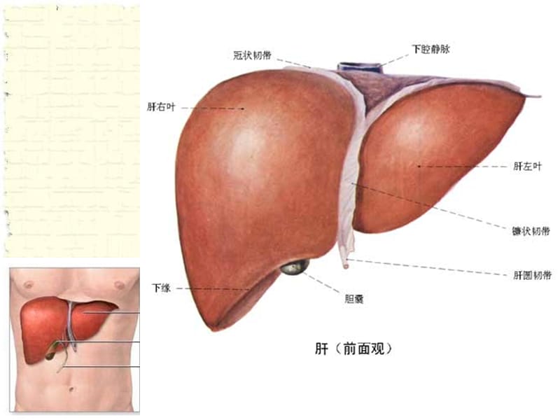 养肝之道.ppt_第3页