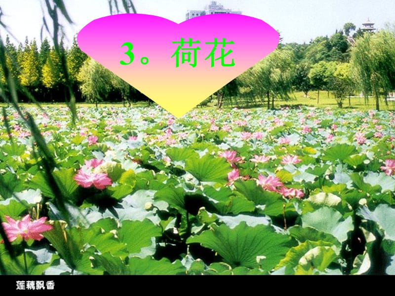 《荷花》课件【31页】.ppt_第1页