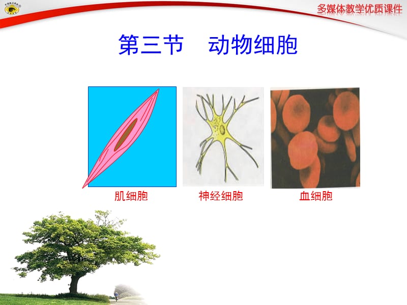 动物细胞课件.ppt_第1页