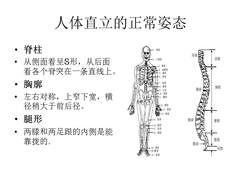 人体直立的正常姿.ppt_第2页