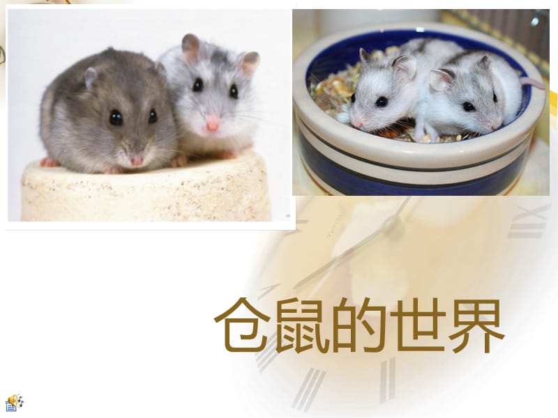 仓鼠介绍.ppt_第1页