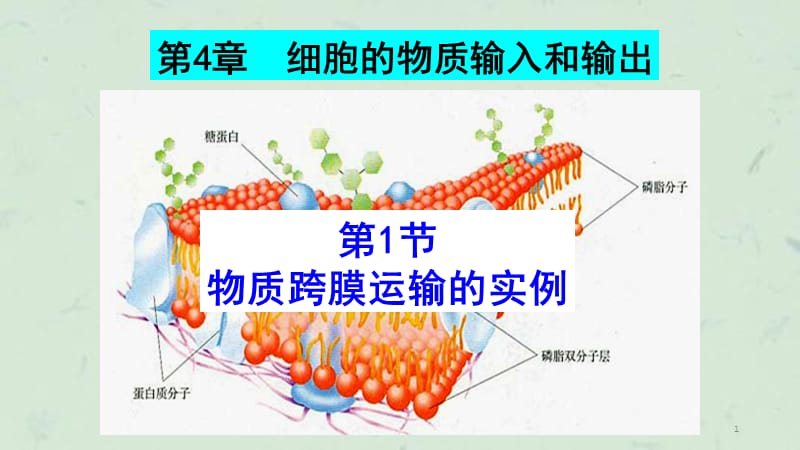 物质跨膜运输实例课件.ppt_第1页