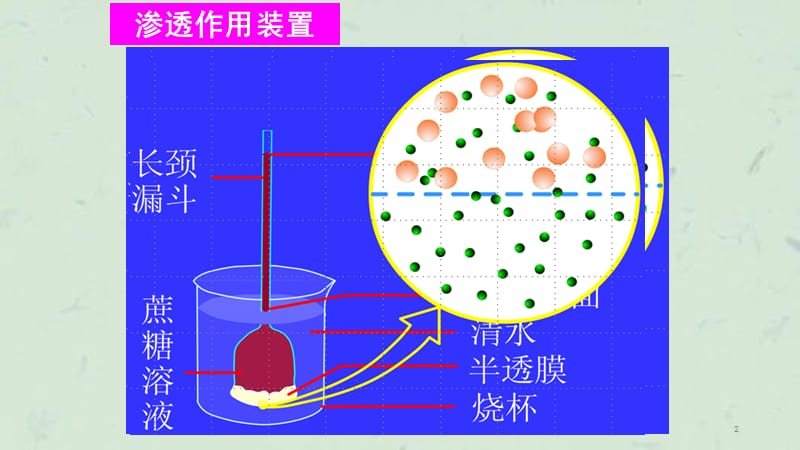 物质跨膜运输实例课件.ppt_第2页