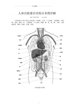 人体内脏器官结构分布图详解.docx