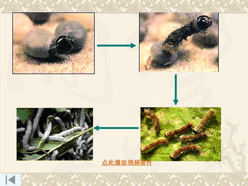 2、蚕的生长变化5.ppt_第2页