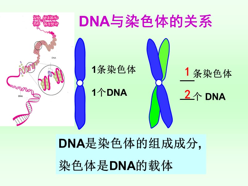 34基因是有遗传效应的DNA片段.ppt_第3页