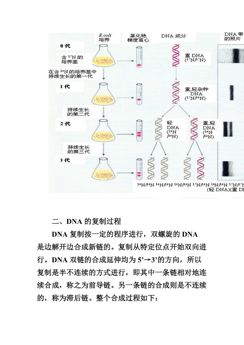 核酸和蛋白质的生物合成.doc_第3页