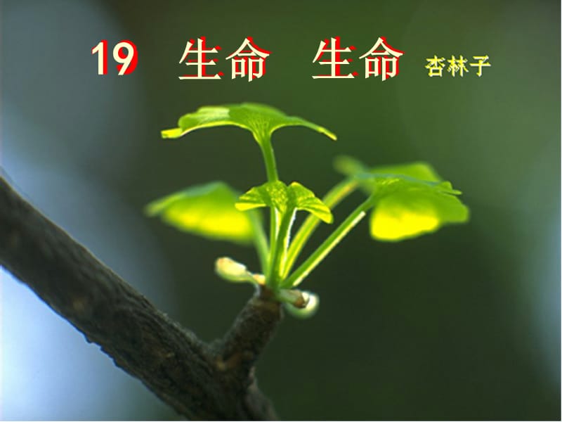 １９生命　生命.ppt_第1页