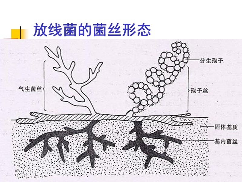 放线菌和霉菌的形态结构观察.ppt_第3页