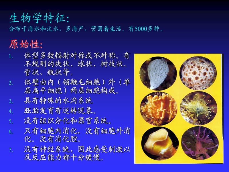 多孔动物门.ppt_第2页