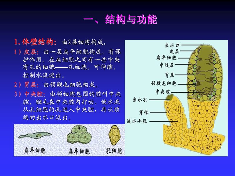 多孔动物门.ppt_第3页