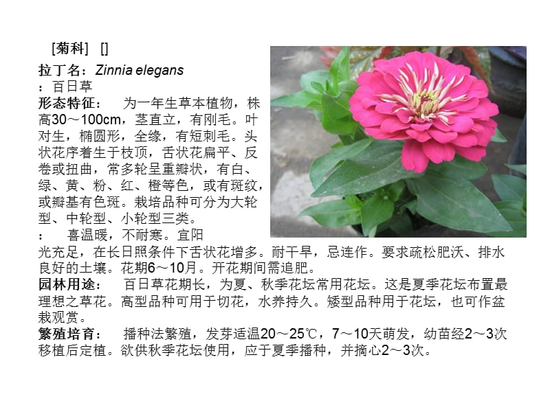 常见草本花卉.ppt_第1页