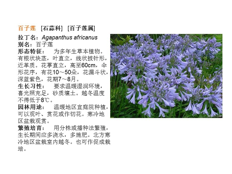 常见草本花卉.ppt_第2页