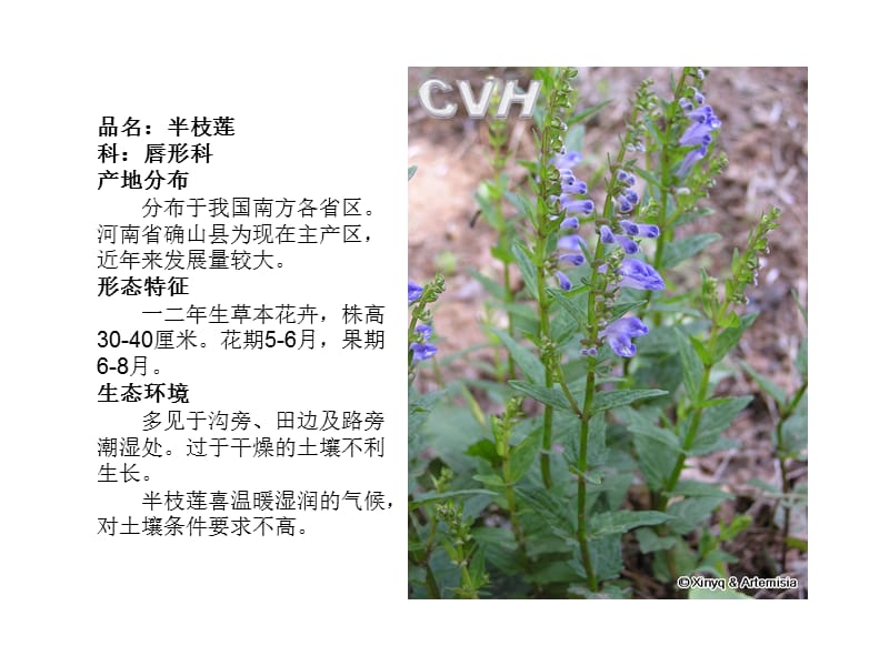 常见草本花卉.ppt_第3页