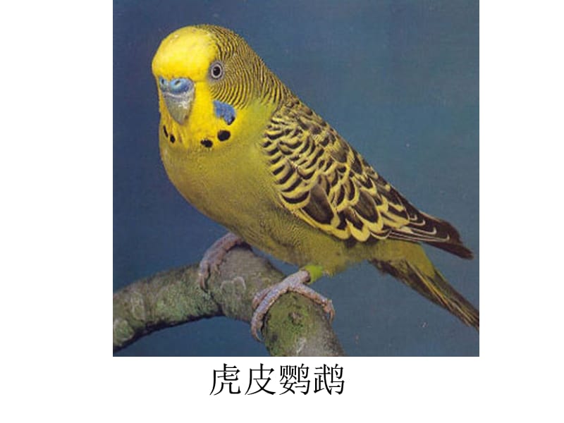 多种鸟类图片及名称.ppt_第2页