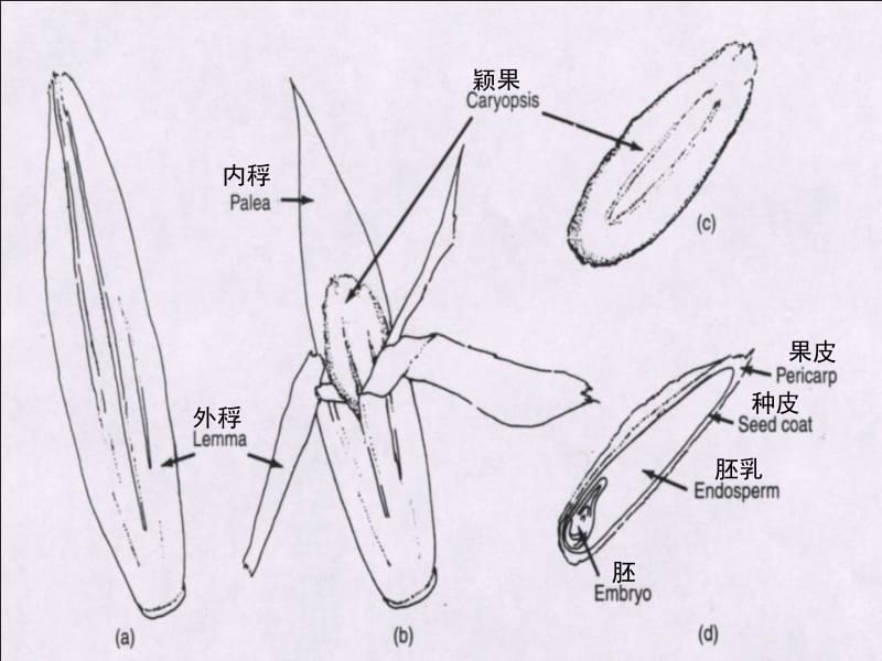 常见草坪草识别.ppt_第3页