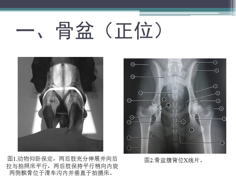 犬猫X线摆位--后肢.ppt_第3页