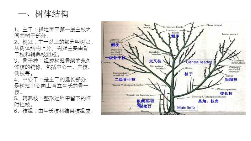 果树整形修剪技术图解1.ppt_第2页