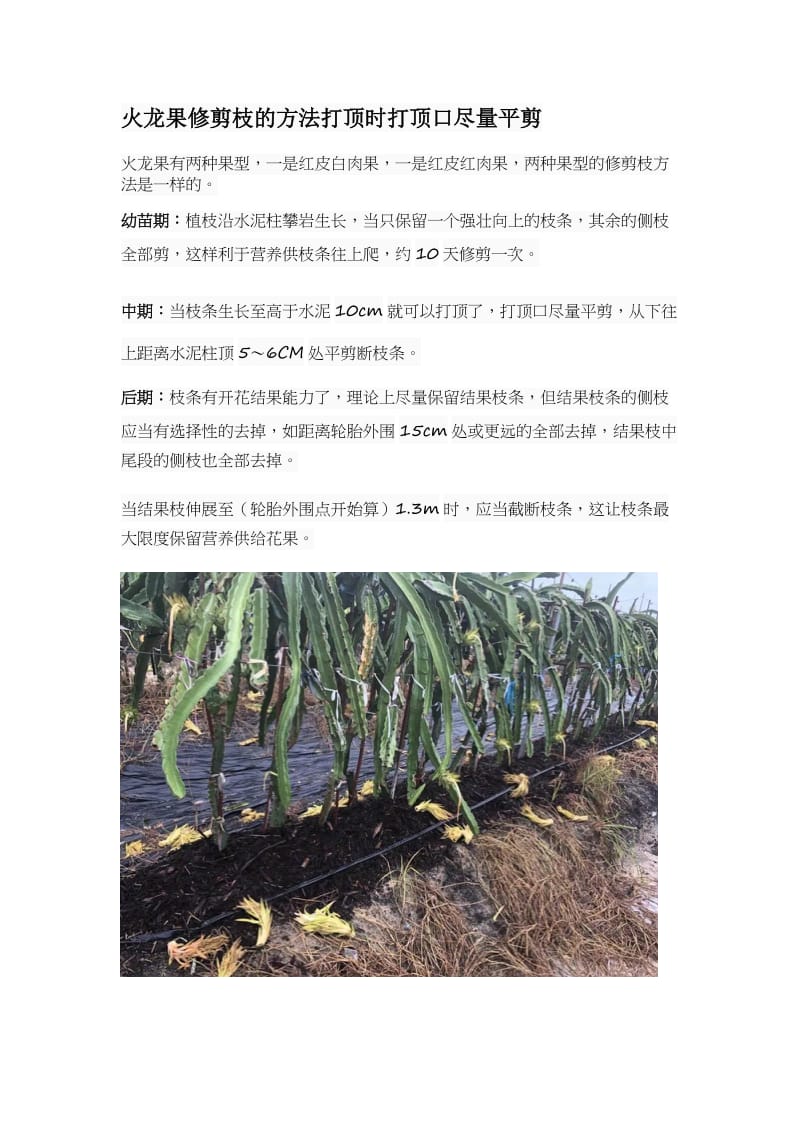 火龙果修剪枝的方法打顶时打顶口尽量平剪.docx_第1页