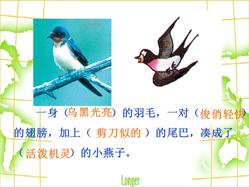 燕子课件.ppt_第2页