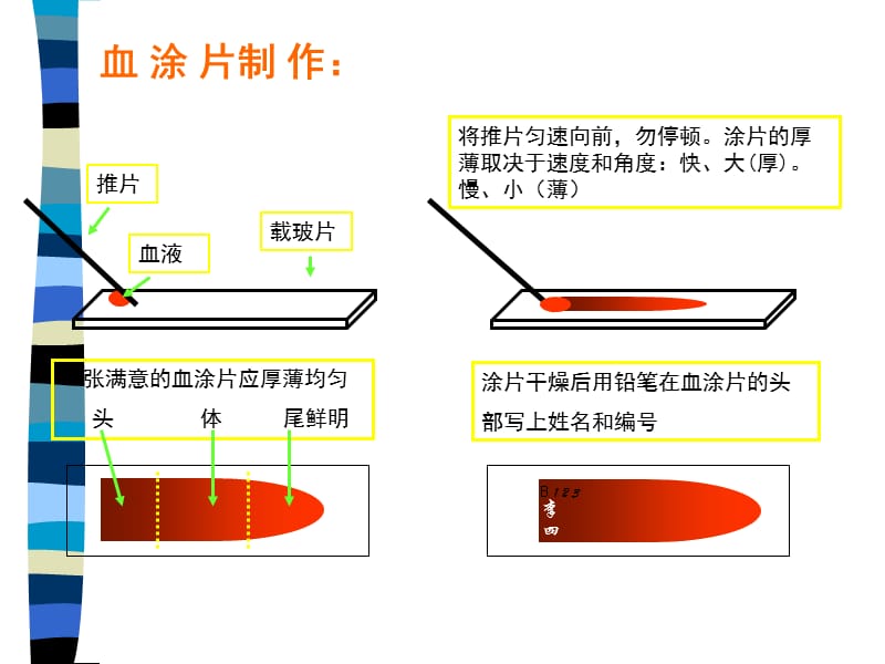 瑞氏染色.ppt_第3页