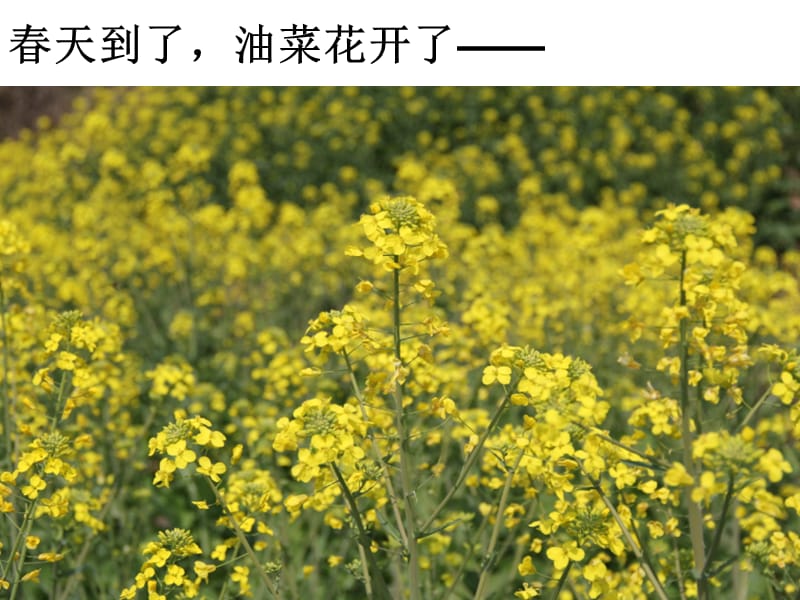 四下二1油菜花开了陈建秋 (2).ppt_第2页