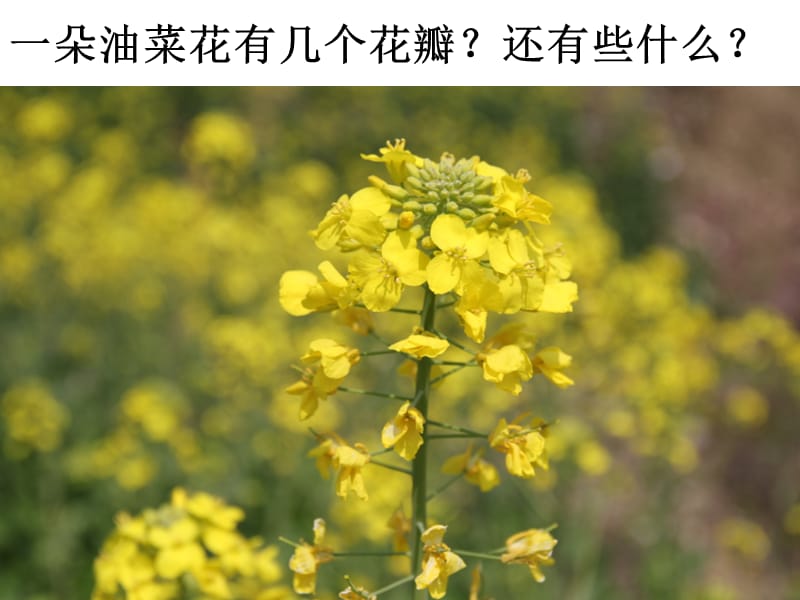 四下二1油菜花开了陈建秋 (2).ppt_第3页