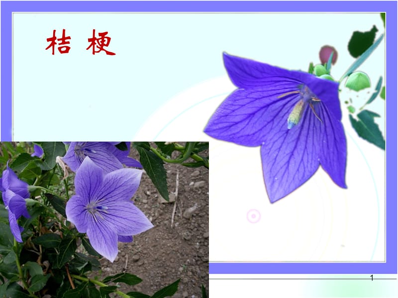 桔梗种植技术.ppt_第1页