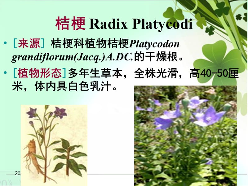 桔梗种植技术.ppt_第2页