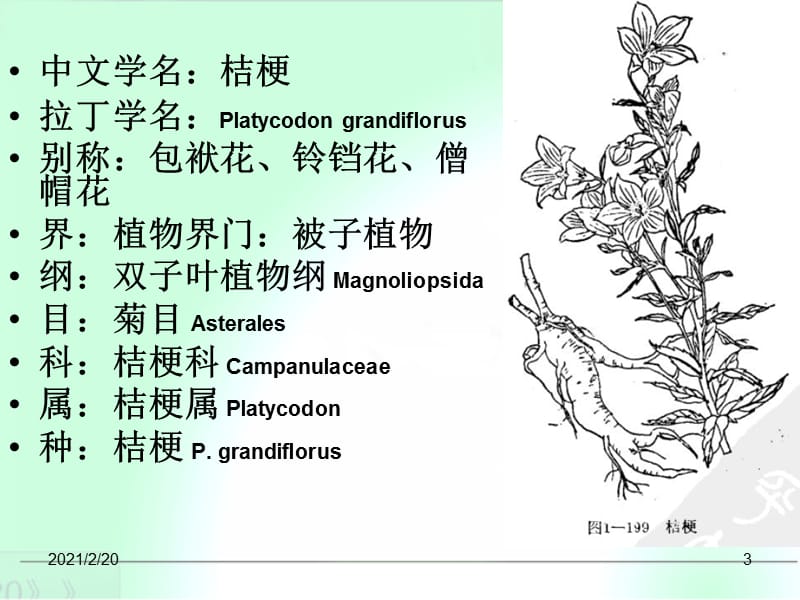 桔梗种植技术.ppt_第3页