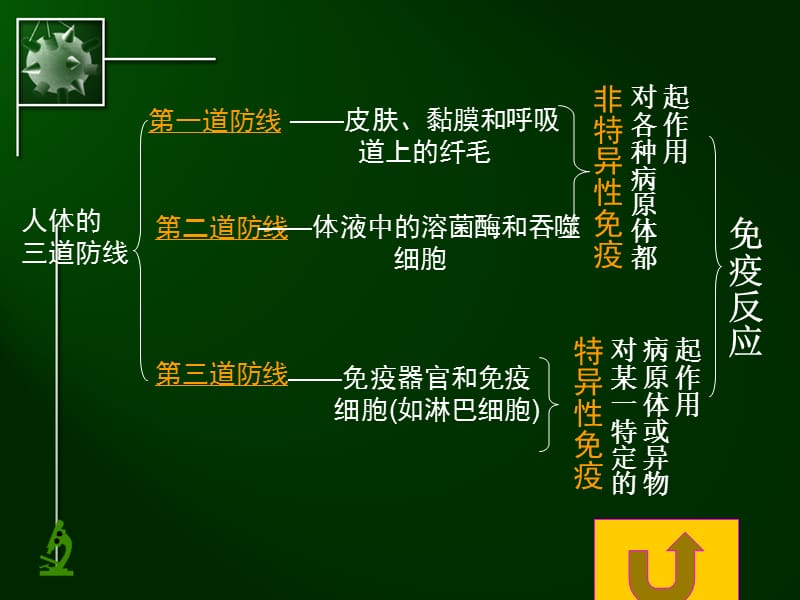 五、免疫对人体稳态的维持复习用131205.ppt_第3页