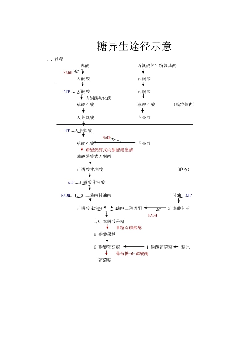 糖异生途径示意.doc_第1页