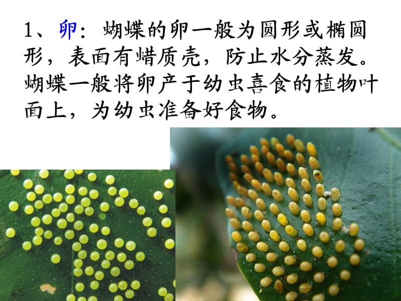 蝴蝶的发育过程.ppt_第3页