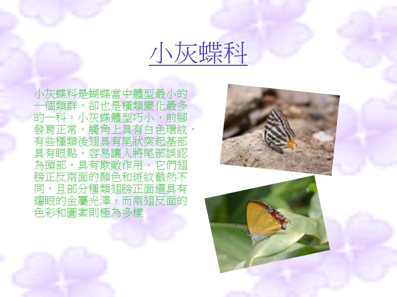 蝴蝶种类的介绍.ppt_第3页