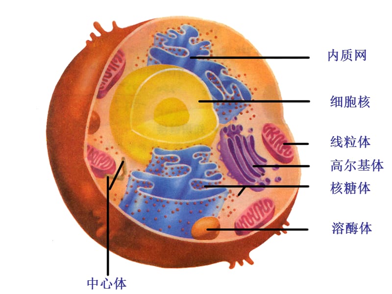 细胞核-系统的控制中心(整理).ppt_第3页