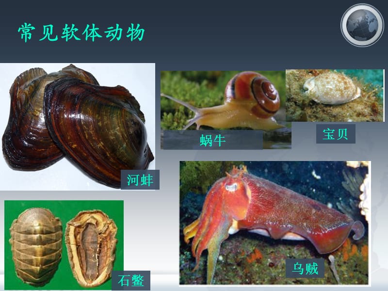 腔肠动物,扁形动物.ppt_第2页