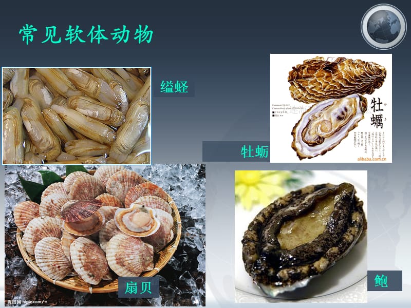 腔肠动物,扁形动物.ppt_第3页