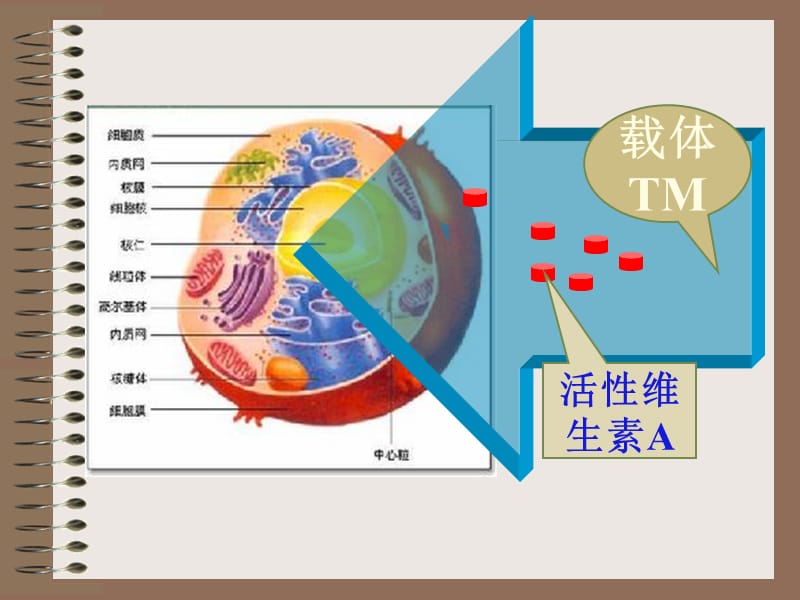 细胞核——系统控制中心.ppt_第2页