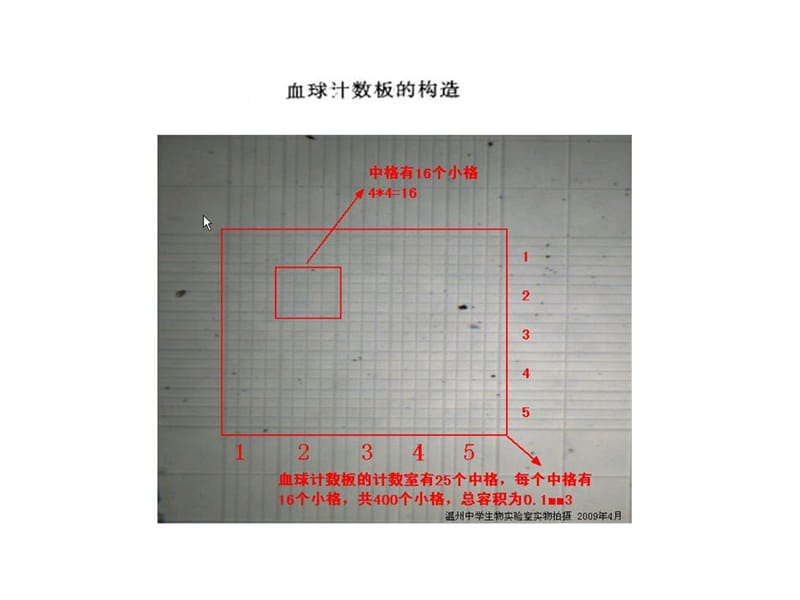 血球计数板的使用方法和原理.ppt_第3页