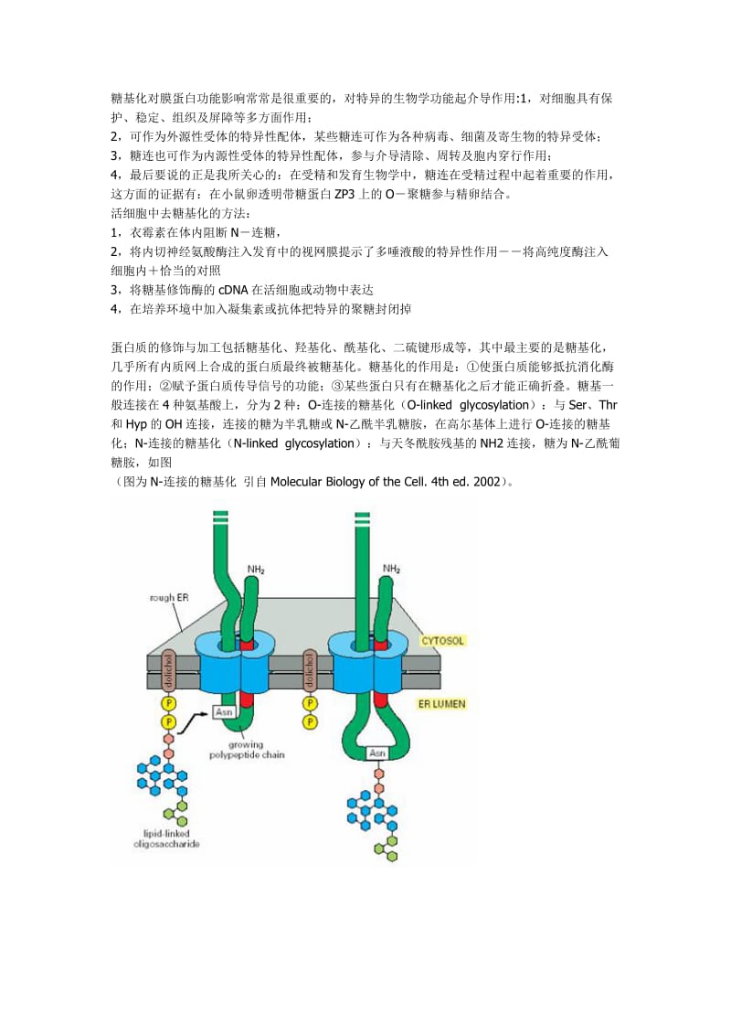 糖基化对蛋白功能影响-有图.doc_第1页