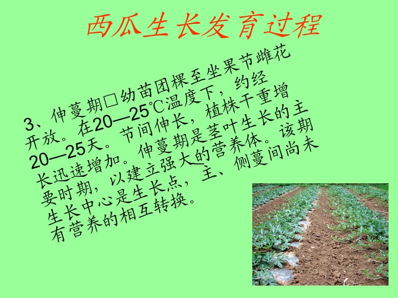 西瓜生长发育过程.ppt_第3页