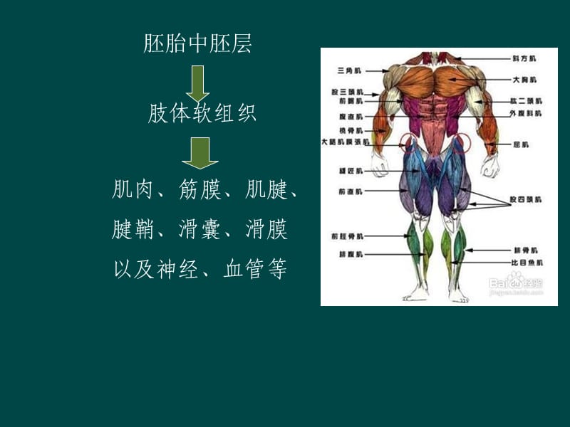 肌肉病变MRI表现.ppt_第2页