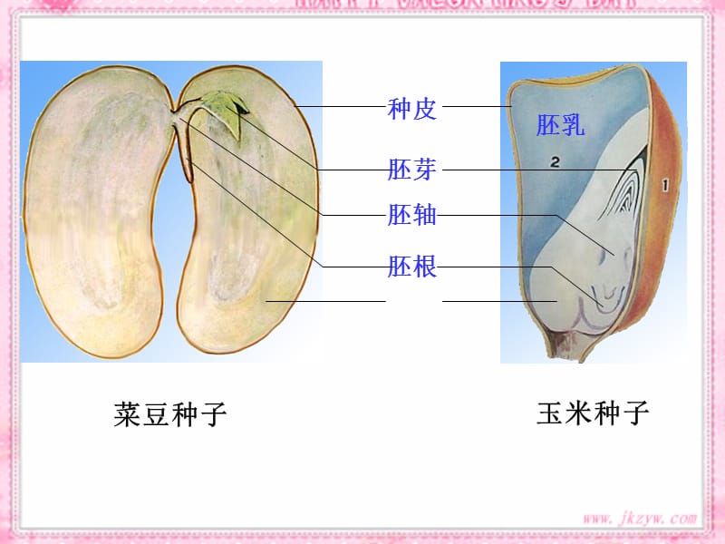 种子的萌发课件(新人教版).ppt_第1页