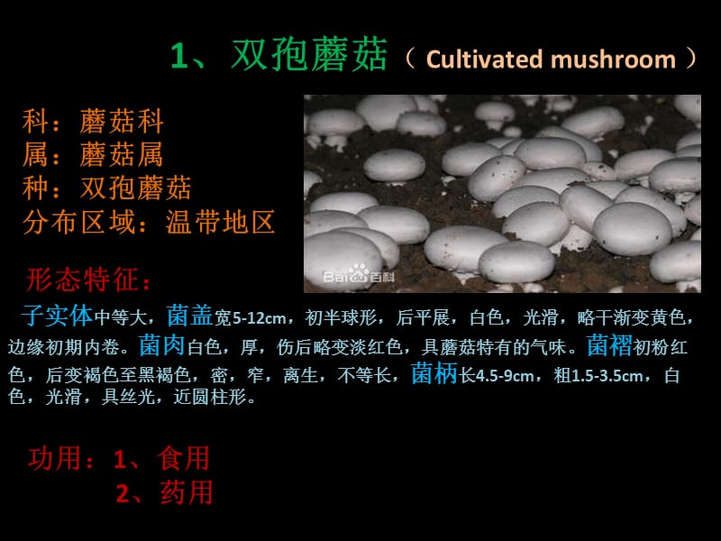 蘑菇科几种菇类简介.ppt_第2页